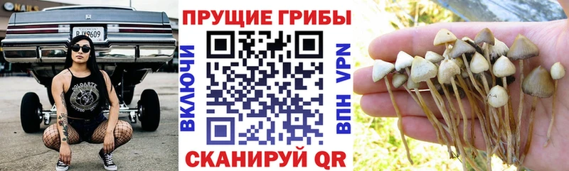 Купить  Карпинск  Галлюциногенные грибы GOLDEN TEACHER 